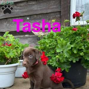 Tasha, Chocolate Labrador Retriever Puppy