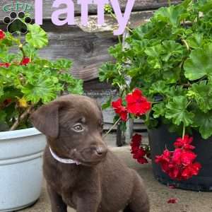Taffy, Chocolate Labrador Retriever Puppy