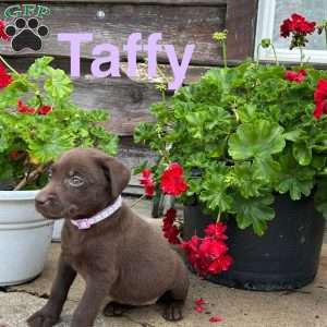 Taffy, Chocolate Labrador Retriever Puppy