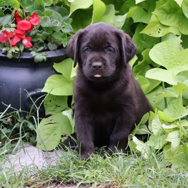 Lincoln, Chocolate Labrador Retriever Puppy