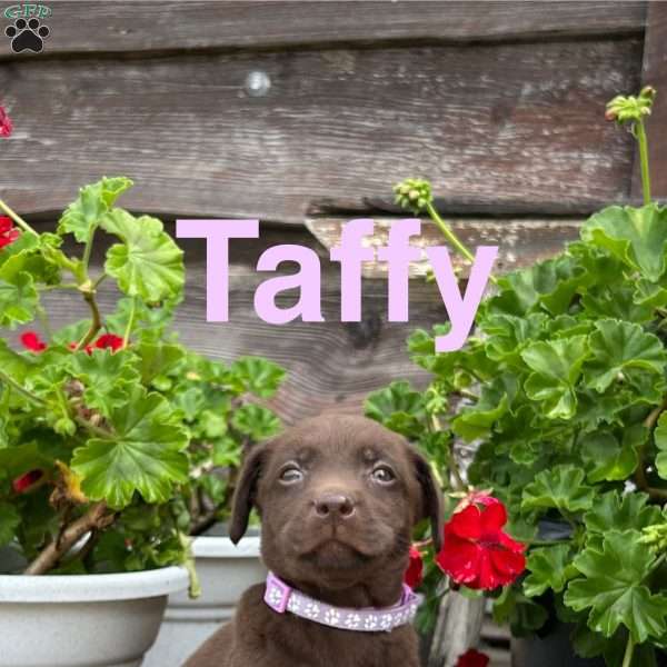 Taffy, Chocolate Labrador Retriever Puppy