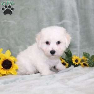 Puddles, Bichon Frise Puppy