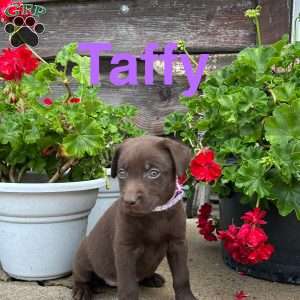 Taffy, Chocolate Labrador Retriever Puppy