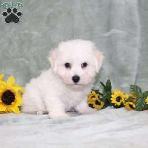 Puddles, Bichon Frise Puppy