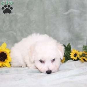Puddles, Bichon Frise Puppy
