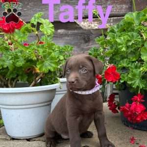 Taffy, Chocolate Labrador Retriever Puppy