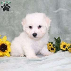 Puddles, Bichon Frise Puppy