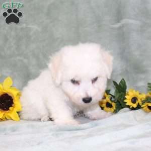 Puddles, Bichon Frise Puppy