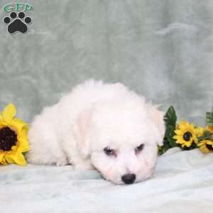 Puddles, Bichon Frise Puppy