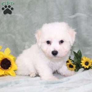 Puddles, Bichon Frise Puppy