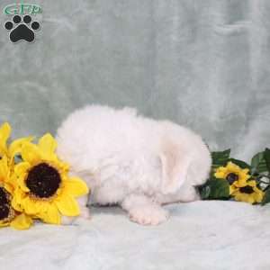 Puddles, Bichon Frise Puppy