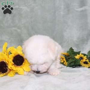 Puddles, Bichon Frise Puppy