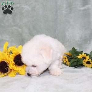 Puddles, Bichon Frise Puppy