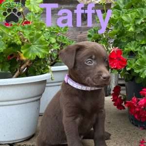 Taffy, Chocolate Labrador Retriever Puppy