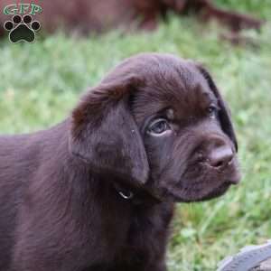 Lincoln, Chocolate Labrador Retriever Puppy