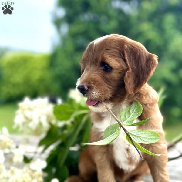 Rose, Goldendoodle Puppy
