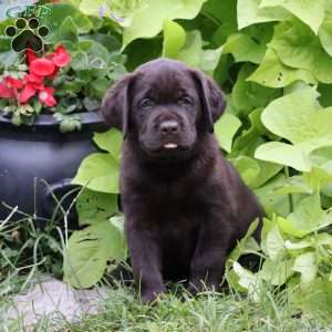 Hudson, Chocolate Labrador Retriever Puppy