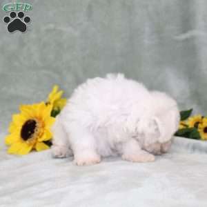 Pretty, Bichon Frise Puppy