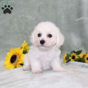 Pretty, Bichon Frise Puppy