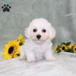 Pretty, Bichon Frise Puppy