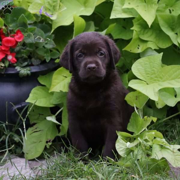 Bryson, Chocolate Labrador Retriever Puppy