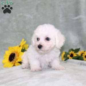 Pretty, Bichon Frise Puppy