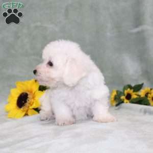 Pretty, Bichon Frise Puppy