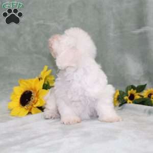 Pretty, Bichon Frise Puppy