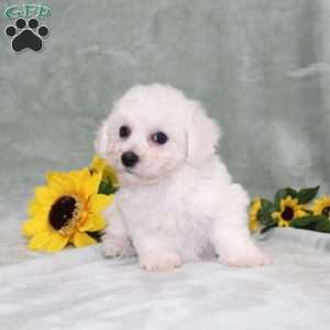 Pretty, Bichon Frise Puppy