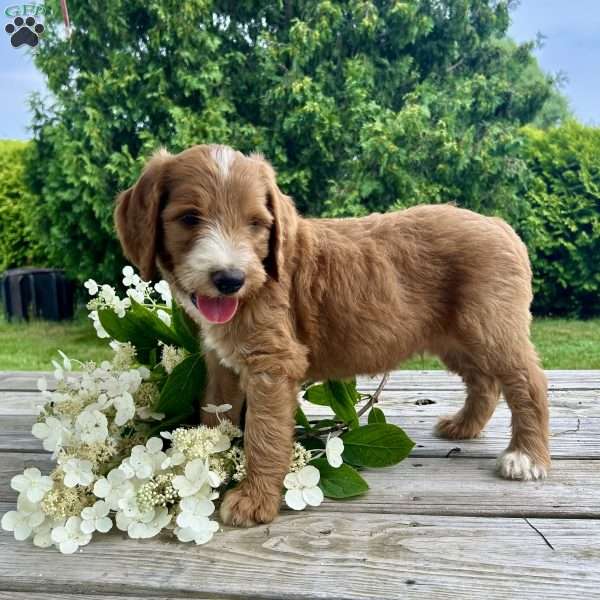 Nebulae, Goldendoodle Puppy