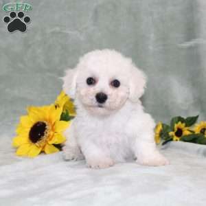 Pretty, Bichon Frise Puppy