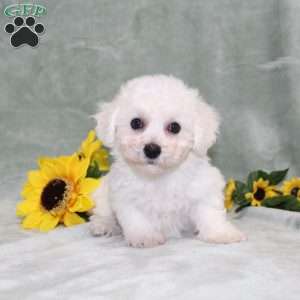 Pretty, Bichon Frise Puppy