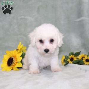Princess, Bichon Frise Puppy