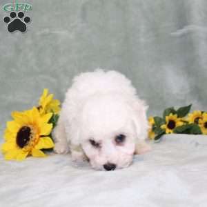Princess, Bichon Frise Puppy