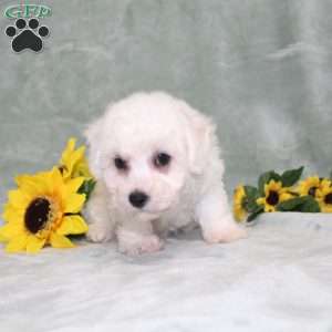 Princess, Bichon Frise Puppy