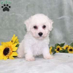 Princess, Bichon Frise Puppy