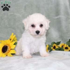 Princess, Bichon Frise Puppy