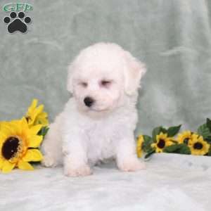 Princess, Bichon Frise Puppy