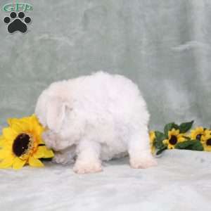 Princess, Bichon Frise Puppy