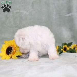 Princess, Bichon Frise Puppy