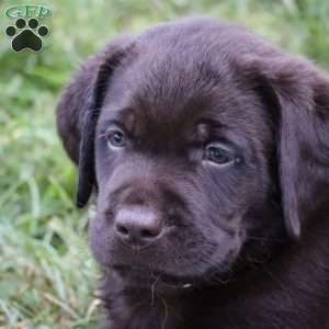 Stetson, Chocolate Labrador Retriever Puppy