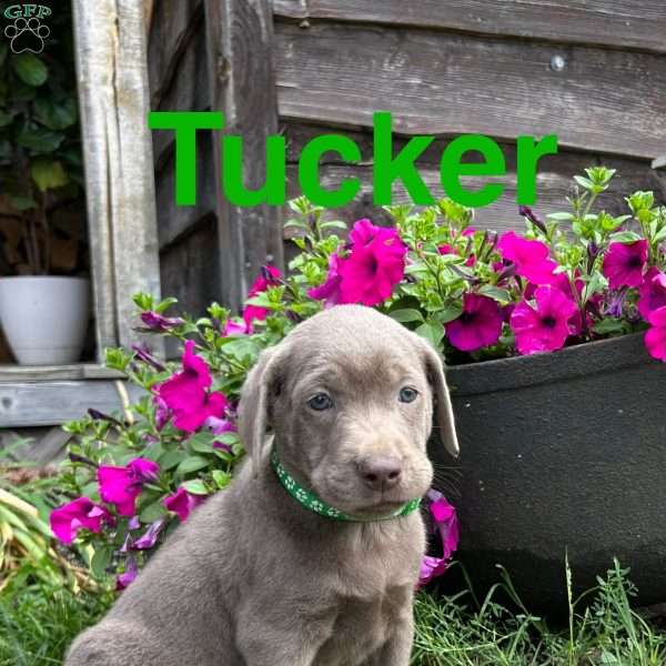 Tucker, Silver Labrador Retriever Puppy