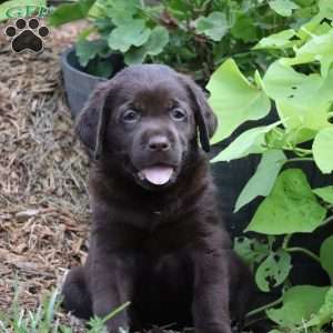 Bryson, Chocolate Labrador Retriever Puppy