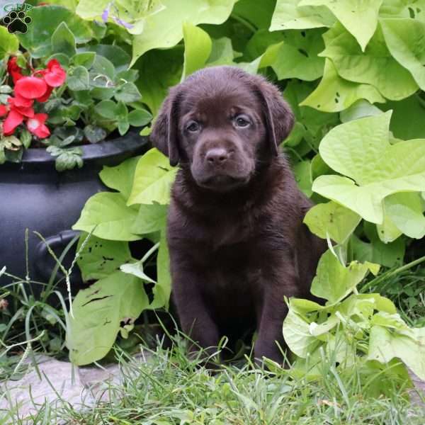 Stetson, Chocolate Labrador Retriever Puppy