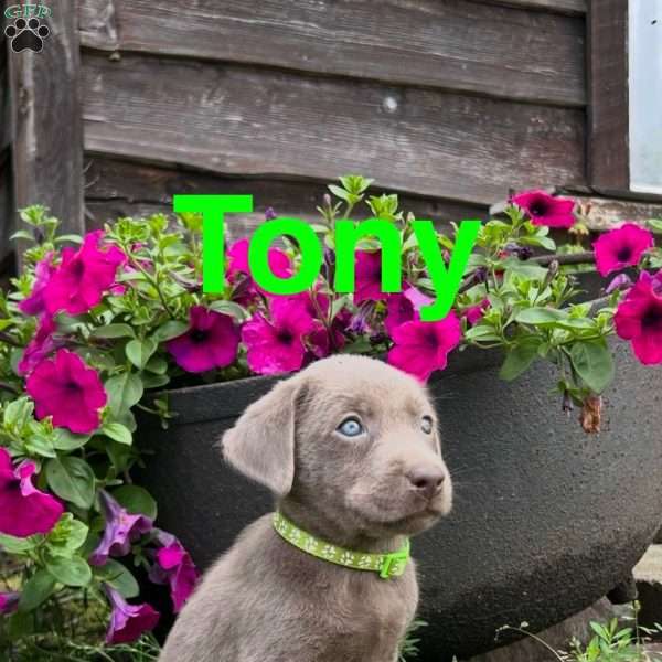 Tony, Silver Labrador Retriever Puppy
