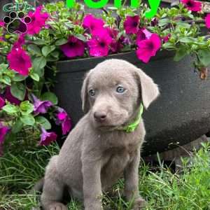 Tony, Silver Labrador Retriever Puppy