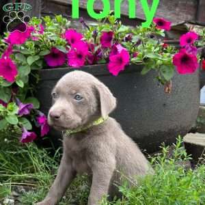 Tony, Silver Labrador Retriever Puppy