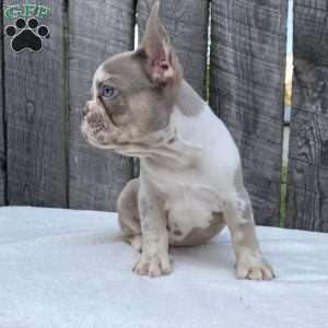 Bandit, French Bulldog Puppy