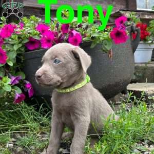 Tony, Silver Labrador Retriever Puppy
