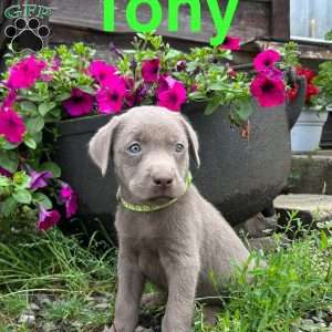 Tony, Silver Labrador Retriever Puppy